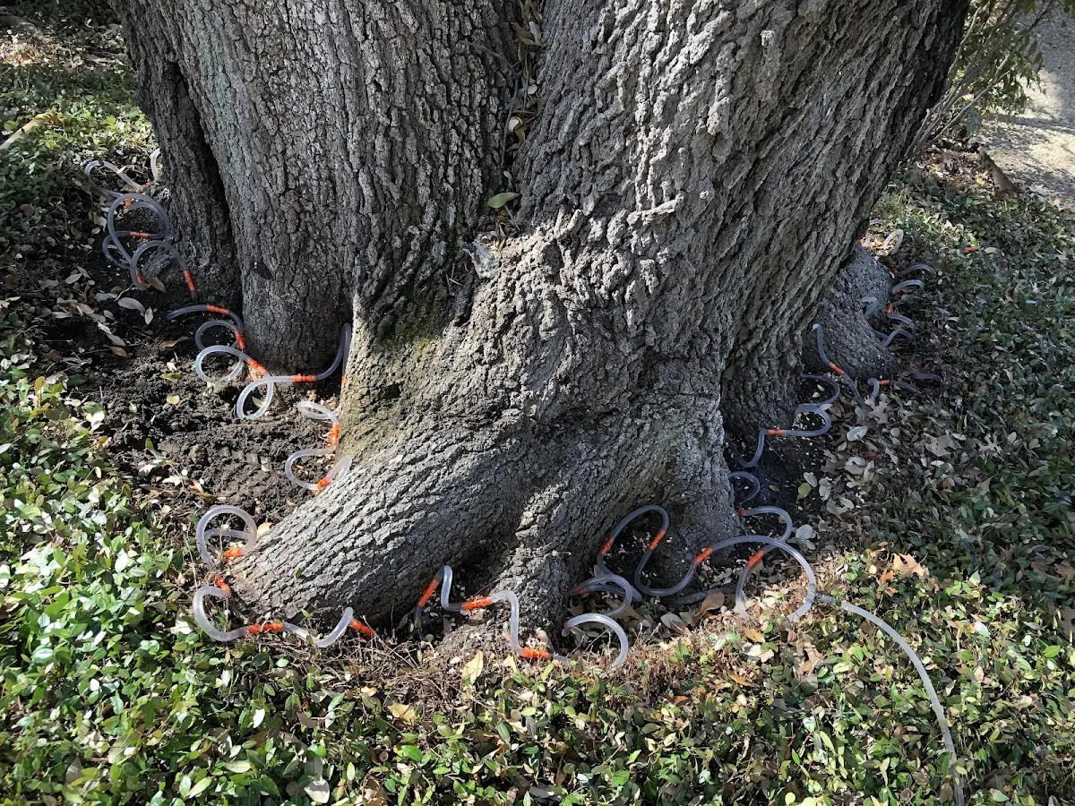 Detailed Tree Cabling and Bracing job site in Fairhaven