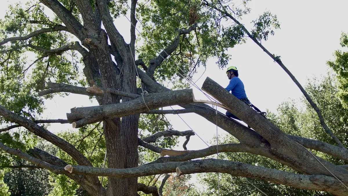 Professional Crown Thinning performed by certified arborists in Fairhaven