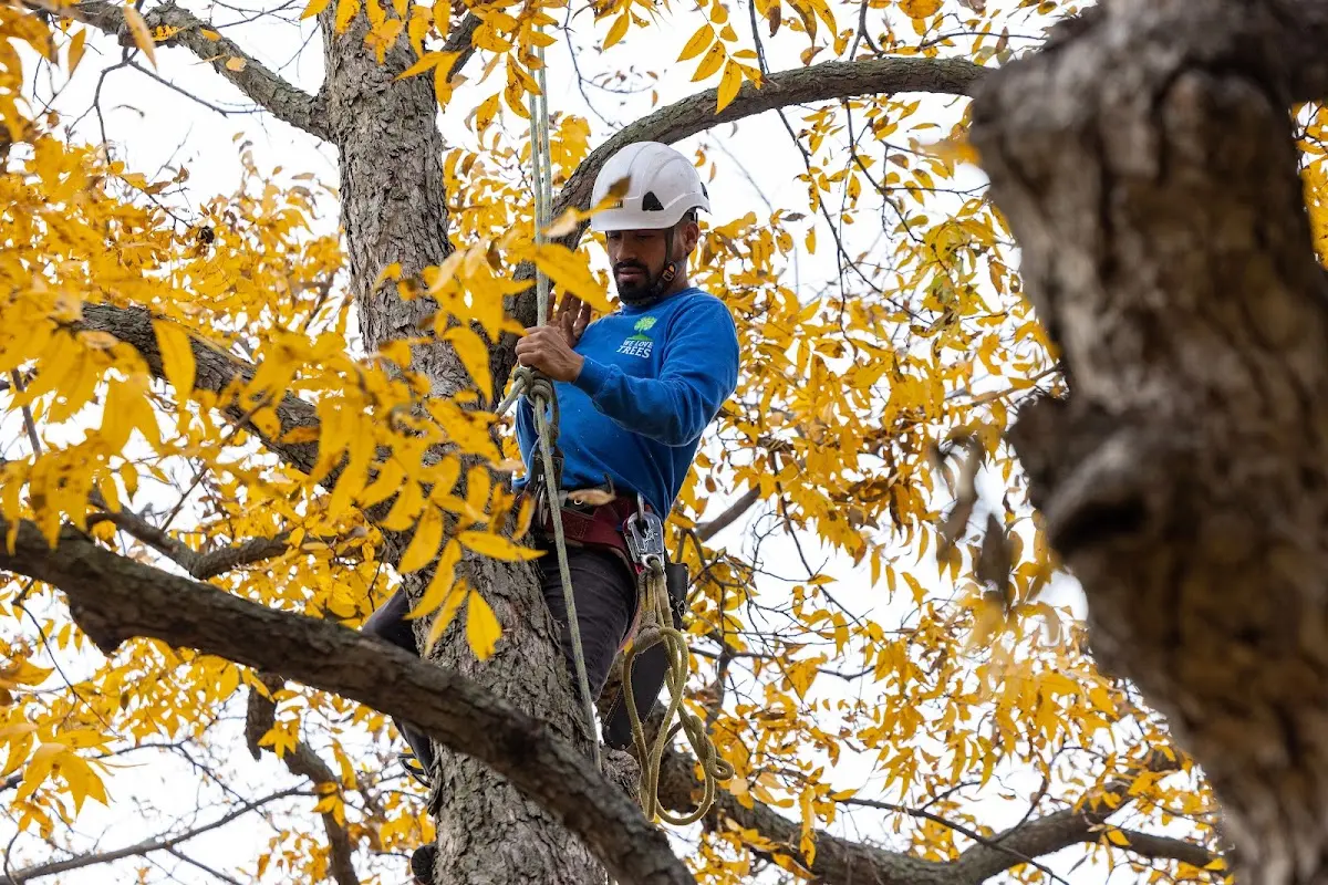 Skilled Storm Damage Cleanup crew working in Fairhaven
